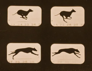 Image Sequence of Running Greyhounds, 
